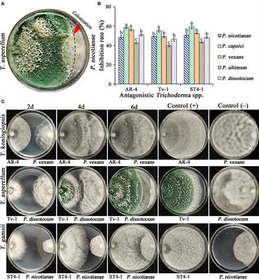 Potential biocontrol efficiency of Trichoderma species against oomycete pathogens